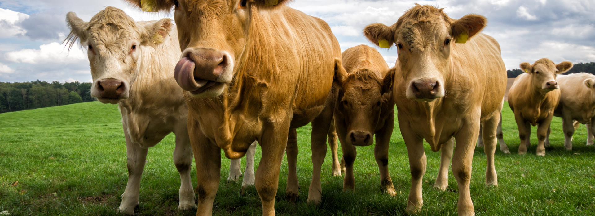 Tests antibiotiques : préserver la qualité des produits laitiers