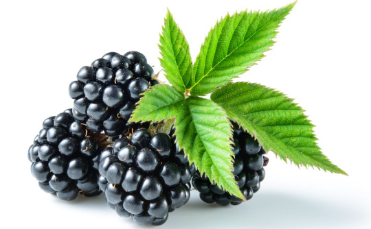 PUREE DE FRUITS SURGELÉ - Mure